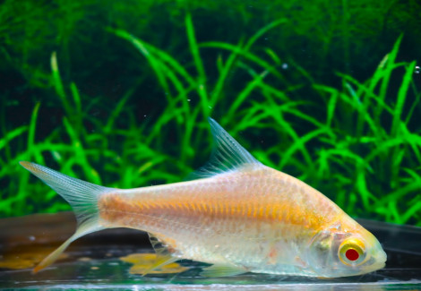 Barbonymus Schwanenfeldii Albino M/L