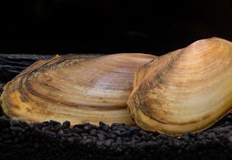 Pilsbryoconcha Exilis M