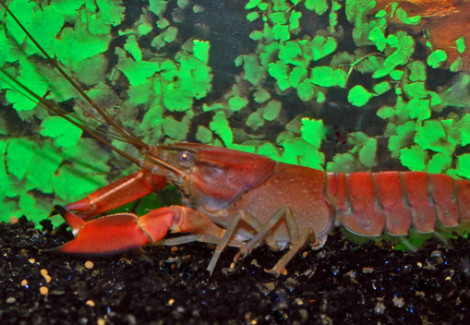 Cherax Boesemani Red Brick L
