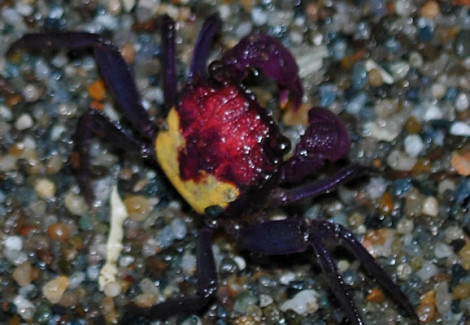 Geosesarma Sp. Metallic M