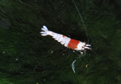 Crystal Red/Caridina Sp M Select