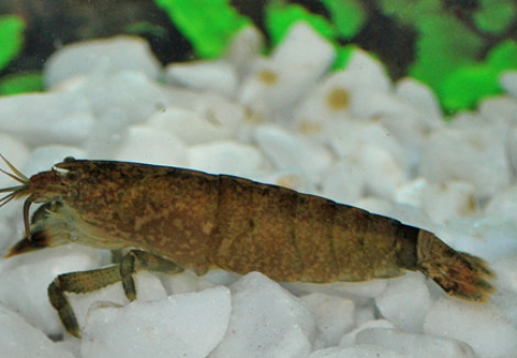 Atya Scabra L