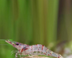 Caridina Ensifera M
