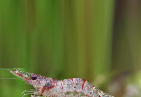 Caridina Ensifera M