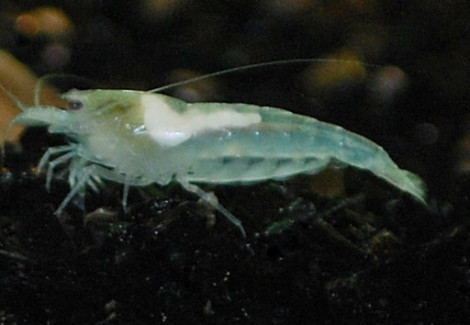 Neocaridina Cf. Zhangjajensis M