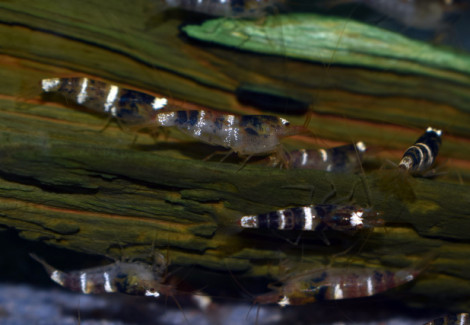 Caridina Sp. Black & White M