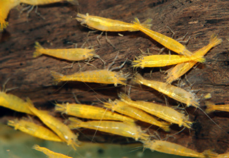Neocaridina Davidi Yellow M