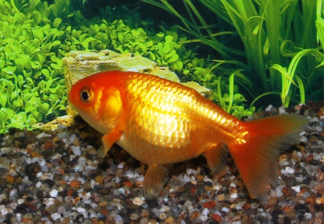 Car. Aur. Ranchu Red 6/7