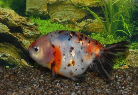 Car. Aur. Ranchu Calico 8/10