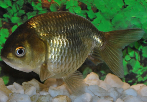 Car. Aur. Ranchu Brown 6/7