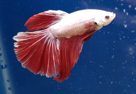 Betta Sp.Halfm. Platinum Red Dragon Maschio  L