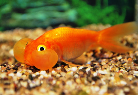 Car. Aur. Bubble Eye Red 3/5