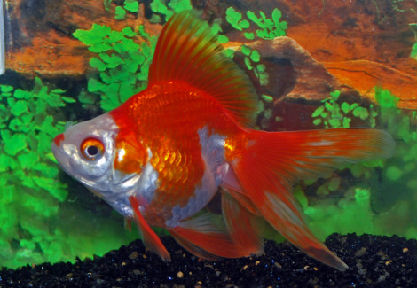 Car. Aur. Red/White Ryukin  8/10