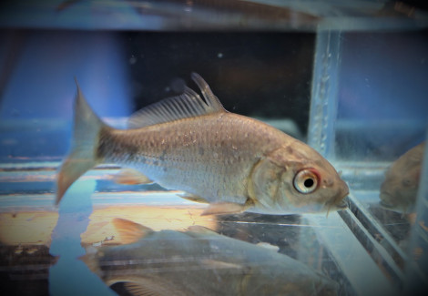 Cyprinus Carpio 7/10