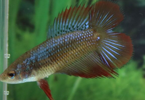 Betta Sp. Super Delta Double Tail Femmina M