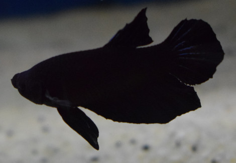 Betta Sp. Plakat Black Maschio Xl