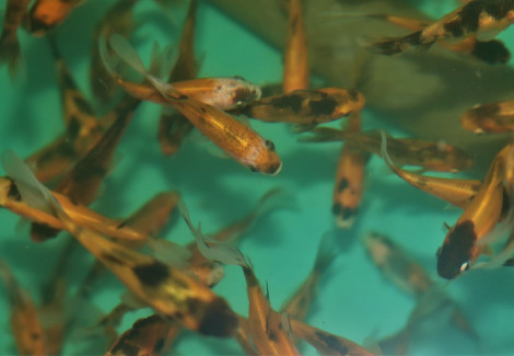 Car. Auratus Shubunkin Yellow 4/7