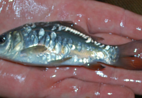 Carpa A Specchi 10/12