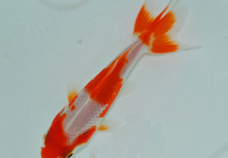 Car. Auratus Wakin Red/White 12/16