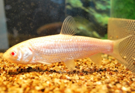 Ctenopharyngodon Idel.Alb. 12/15