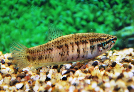Betta Smaragdina L