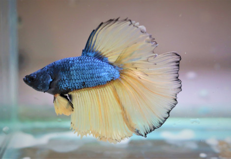 Betta Sp. Halfmoon Mustard Maschio L