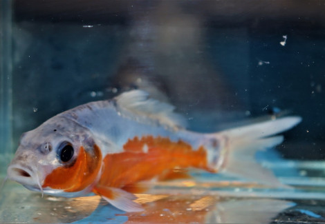 Cyp. Carpio Koi Shusui Europe 12/16