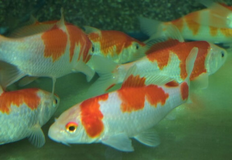 Cyp. Carpio Koi Kohaku 16/20
