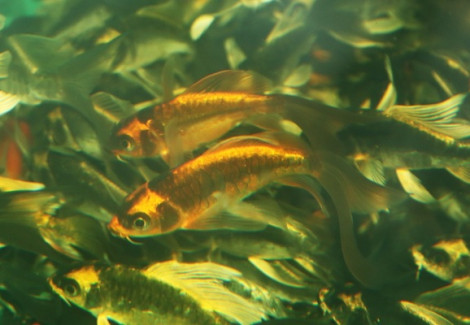 Cyp. Carpio Koi Kabuto Butterfly 7/10