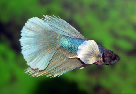 Betta Sp. Super Delta Dumbo Ear Maschio L