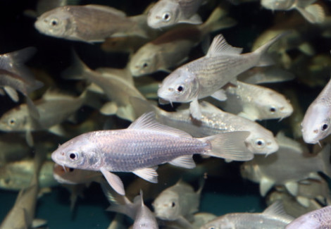 Cyp. Carpio Koi Platinum Ogon Asia 4/7