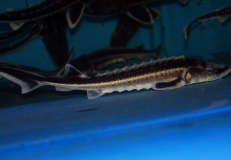 A. Gueldenstaedtii (Eu-Bred) 20/25