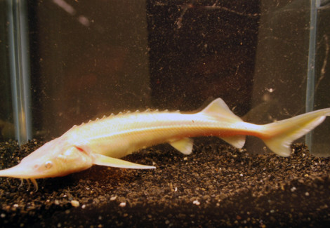 Steur Ruthenus Albino 25/30
