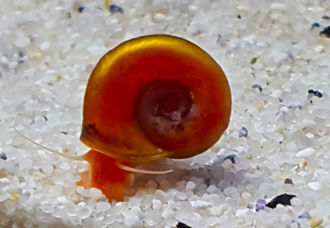 Planorbarius Corneus Red