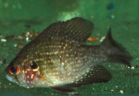 Enneacanthus Obesus