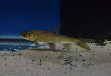 Mylopharyngodon Piceus 7/10