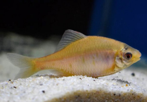 Rhodeus Amarus Gold 6/8