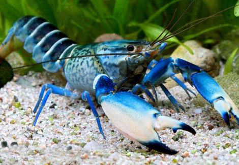 Cherax  Sp. Blue Moon Snakeskin L