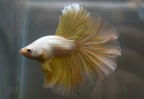 Betta Sp. Halfmoon Gold Maschio Xl