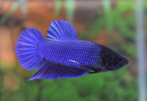Betta Sp. King Maschio Xl