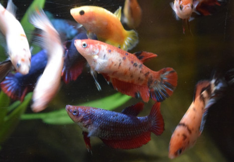 Betta Sp. King Femaschio Xl