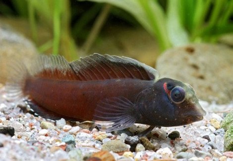 Phenablennius Heyligeri M