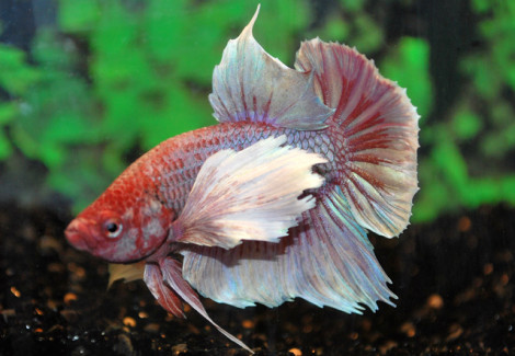 Betta Sp. Plakat Dumbo Ear Male Xl