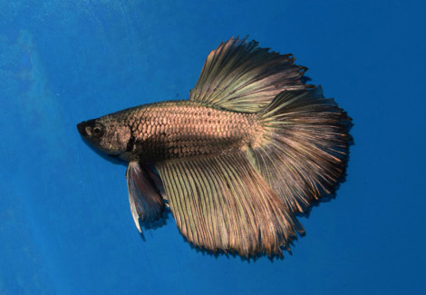 Betta Sp.Halfmoon Copper Man Xl