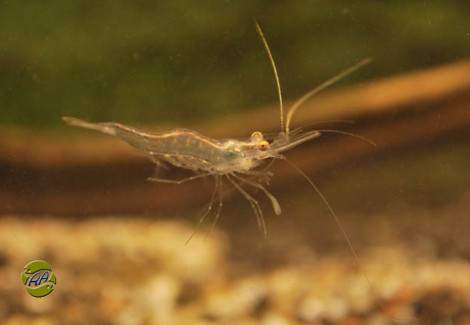 Desmocaris Trispinosa M