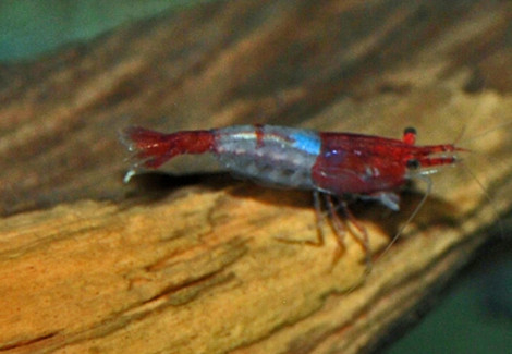 Neocar. Heteropoda Rili Red L