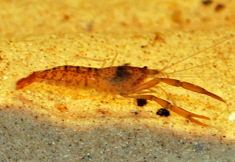 Euryrhynchus Amazoniensis M
