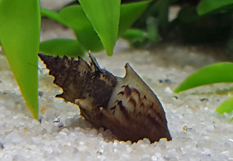 Thiara Scabra S