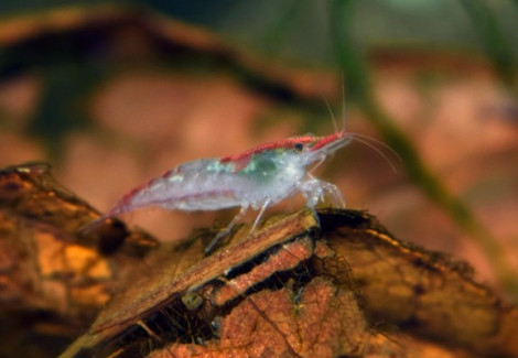 Neocaridina Davidi Wijnhorsti L
