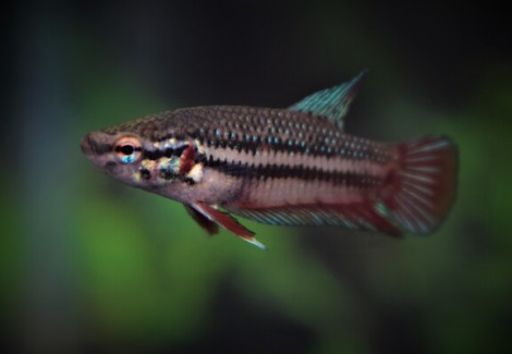 Betta Plakat Femmina S/M